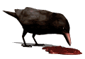 crow eating md wht
