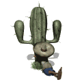 cactus siesta md wht